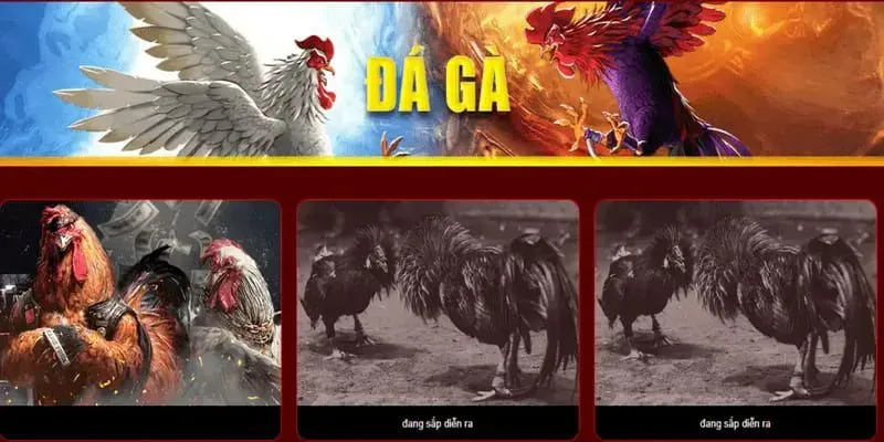 Đá Gà Campuchia WW88